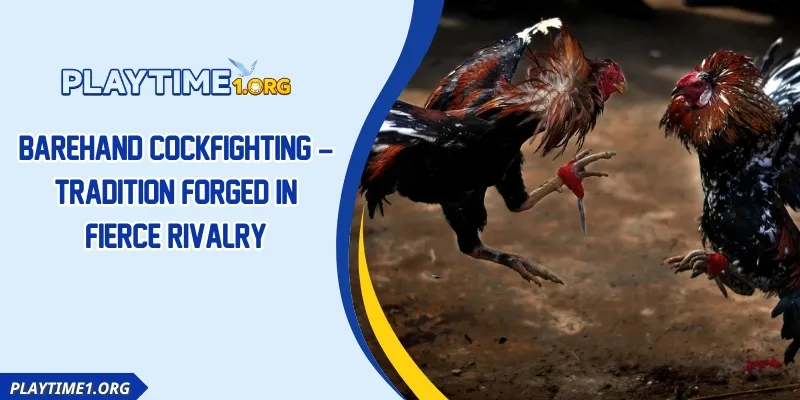 Barehand Cockfighting – Tradition Forged In Fierce Rivalry