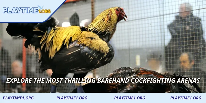 Explore the most thrilling Barehand Cockfighting arenas