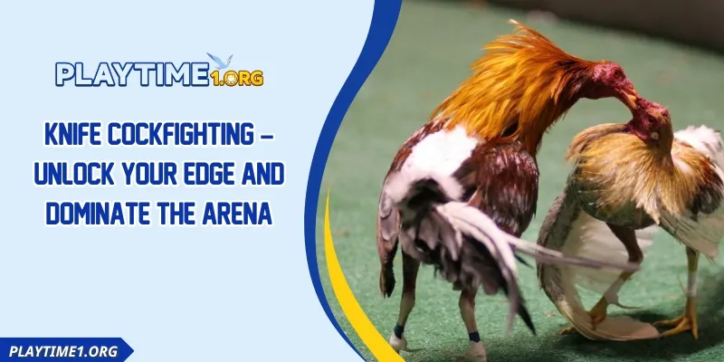 Knife Cockfighting – Unlock Your Edge and Dominate the Arena