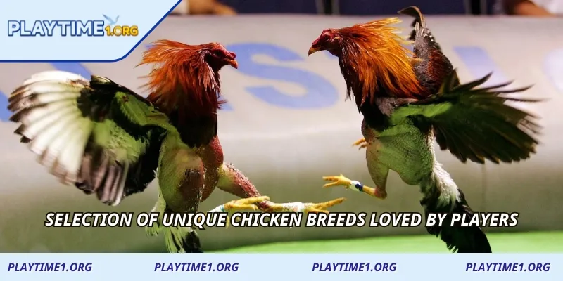 Selection of unique chicken breeds loved by players