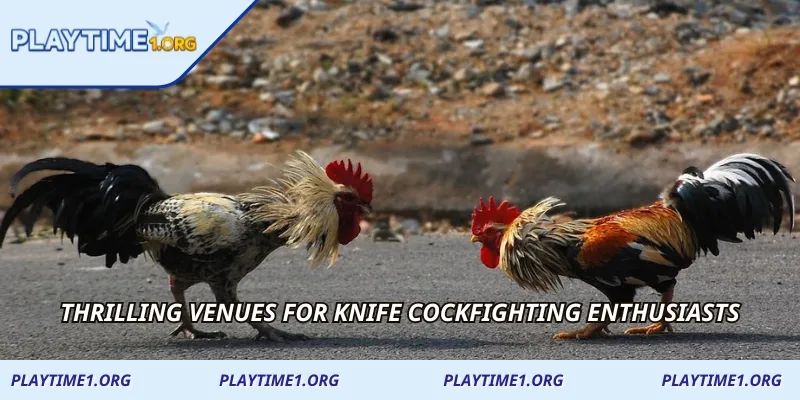 Thrilling venues for Knife Cockfighting enthusiasts
