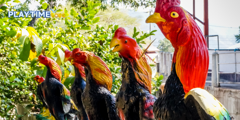 Advanced insights from cockfighting review