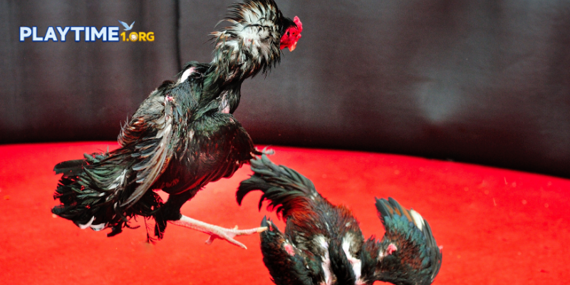 Core elements of a cockfighting online review