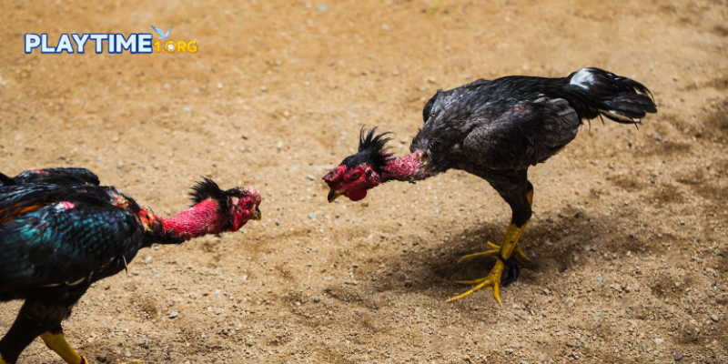 Why cockfighting online review matters